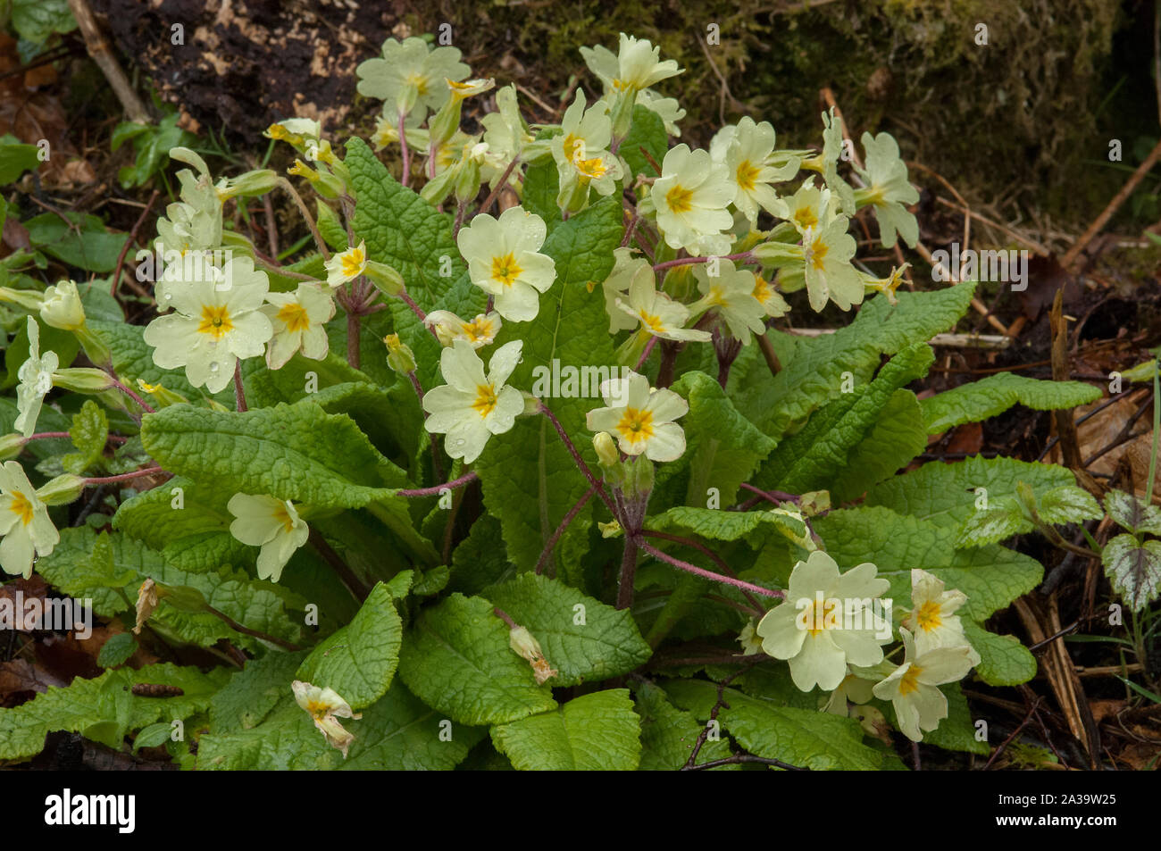 Primula (Primula vulgaris), un impianto di bosco, Dumfries and Galloway, SW Scozia Scotland Foto Stock