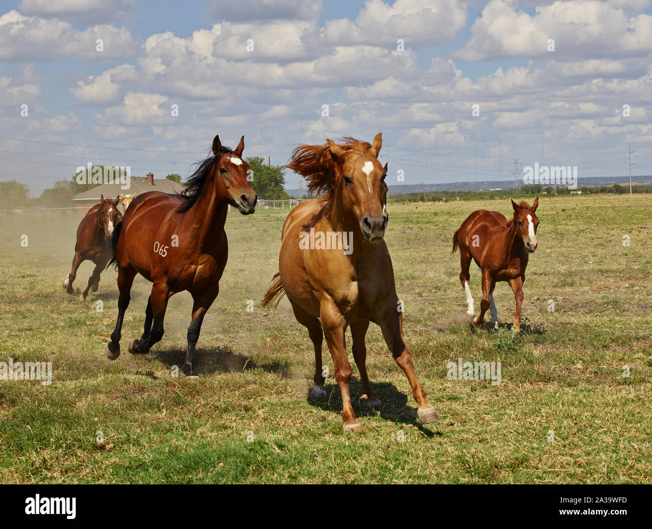 Scena dal cannone Quarter Horse ranch vicino alla città di Venere nel centro-nord Texas Foto Stock