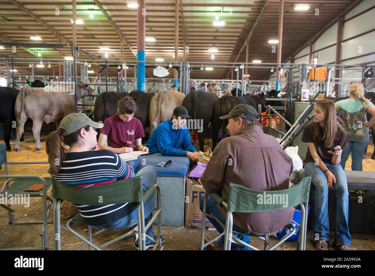 Scena dal bestiame padiglione presso la stella del Texas Fair e Rodeo, prodotta da Rodeo Austin di Austin in Texas Foto Stock