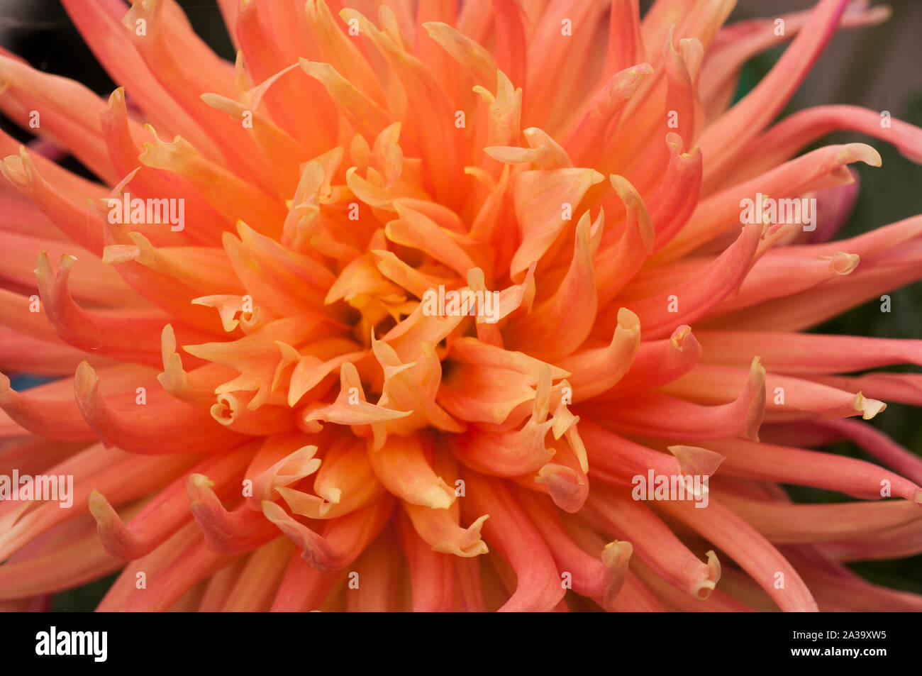 Close up arancione-rosa Parc Princess cactus dalia una pianta tuberosa che è decidua e metà hardy Foto Stock