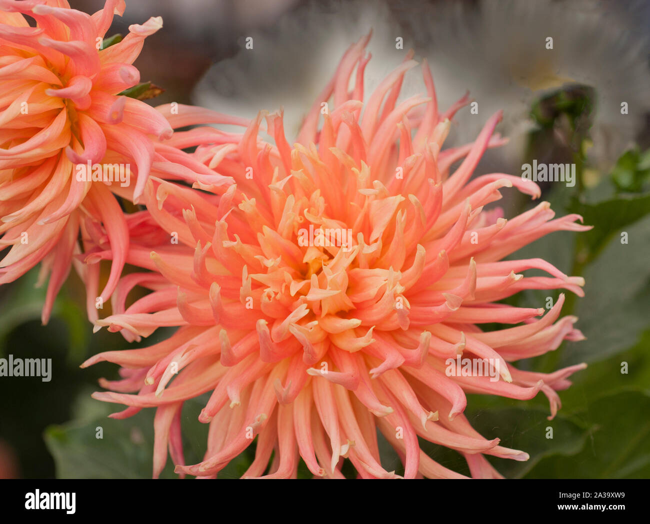 Close up arancione-rosa Parc Princess cactus dalia una pianta tuberosa che è decidua e metà hardy Foto Stock