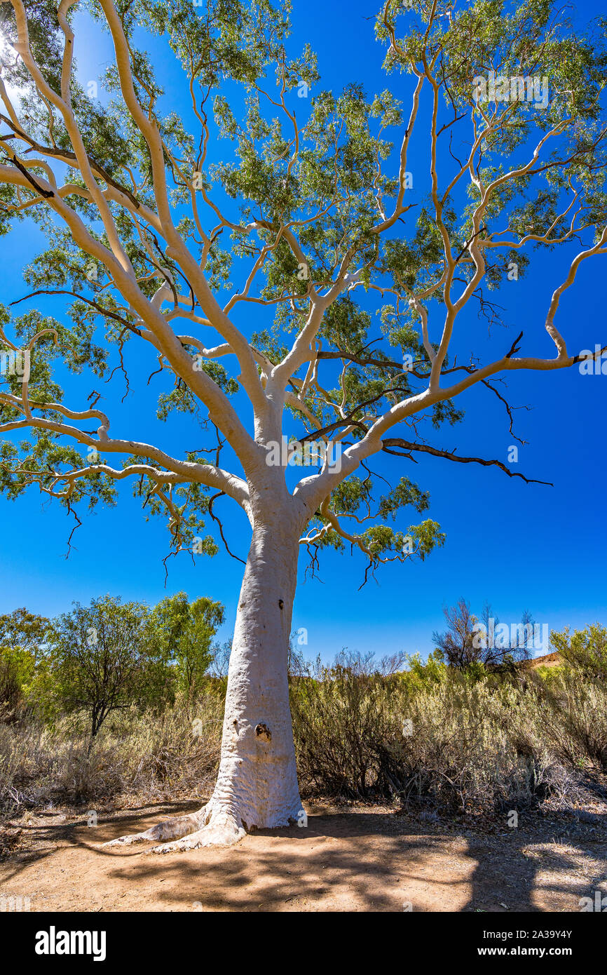 Il più grande e il più antico ghost gum tree in Australia si siede nella East MacDonnell Ranges nel Territorio del Nord, l'Australia. Foto Stock