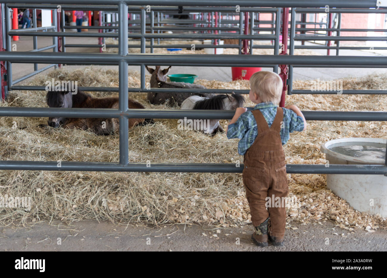 Scene da stock mostra porzione di Rodeo Austin, la città di stock annuale mostra e rodeo. Austin, Texas Foto Stock