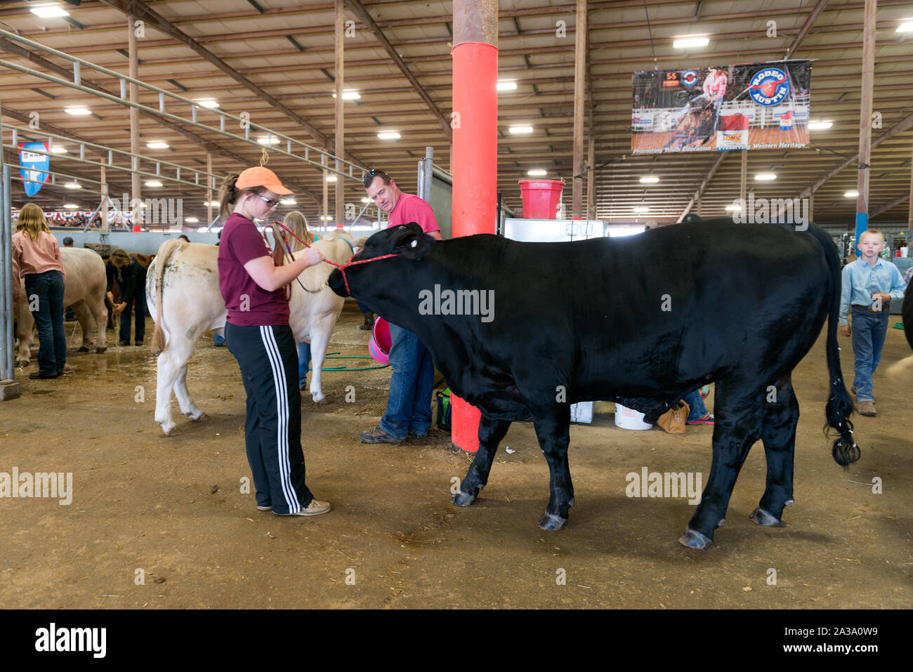 Scene da stock mostra porzione di Rodeo Austin, la città di stock annuale mostra e rodeo. Austin, Texas Foto Stock