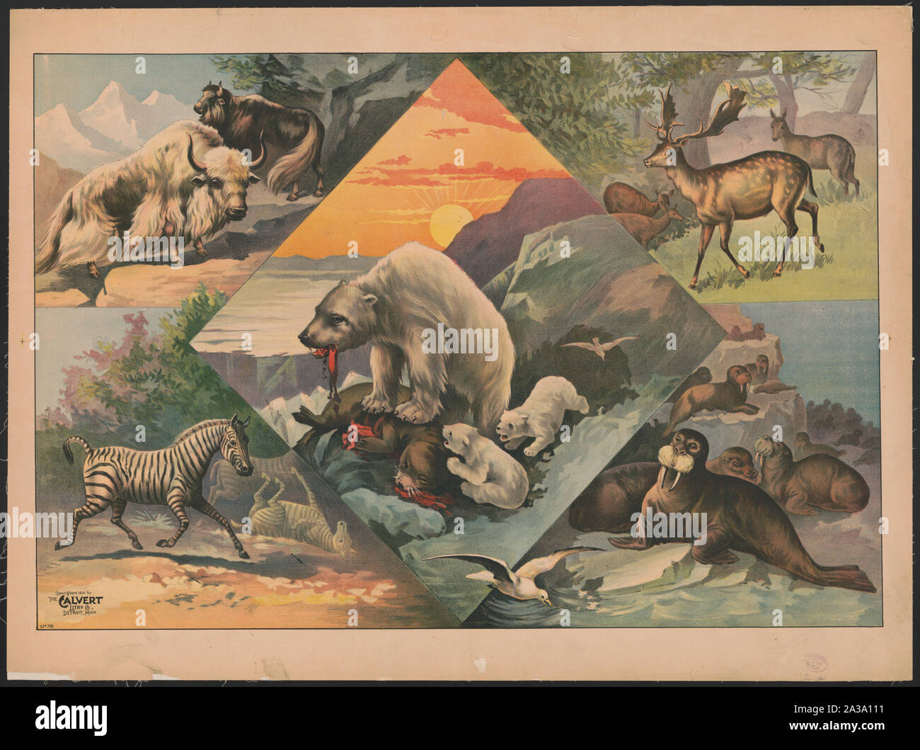 Con Scene di trichechi, orsi polari, cervi, zebre e bison Foto Stock