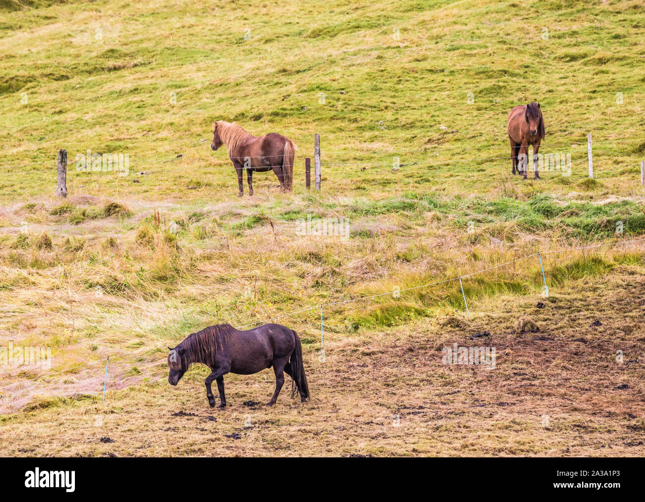 Cavalli islandesi su terreno collinare in Islanda Foto Stock