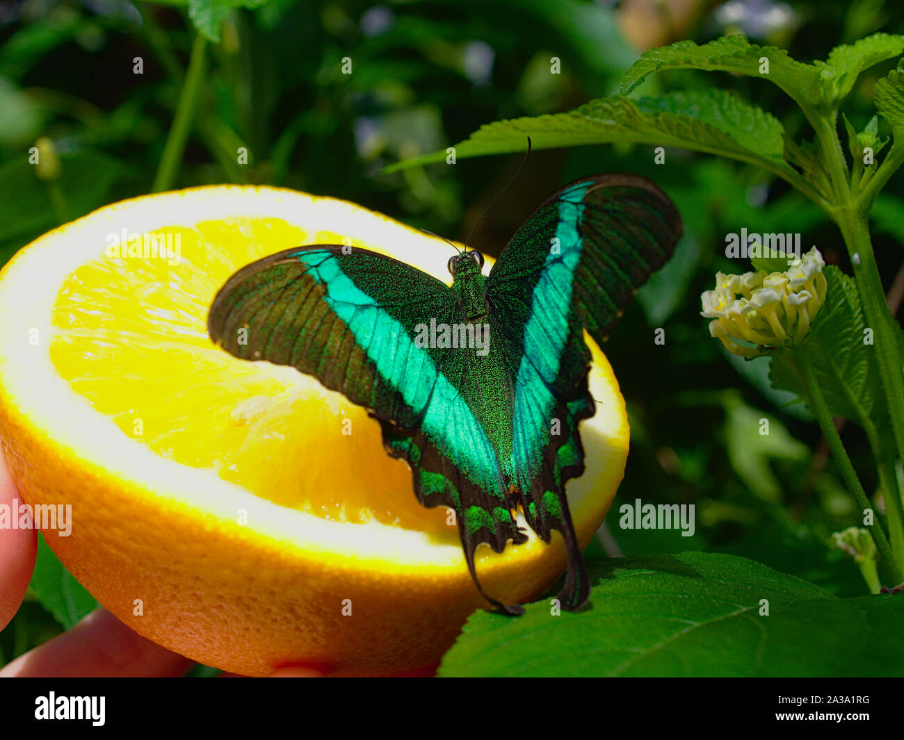 A coda di rondine di smeraldo (Papilio palinurus) su un arancio mezza presso la Carleton University di Biologia annuale mostra di farfalle, 2019, Ottawa, Ontario, Canada. Foto Stock
