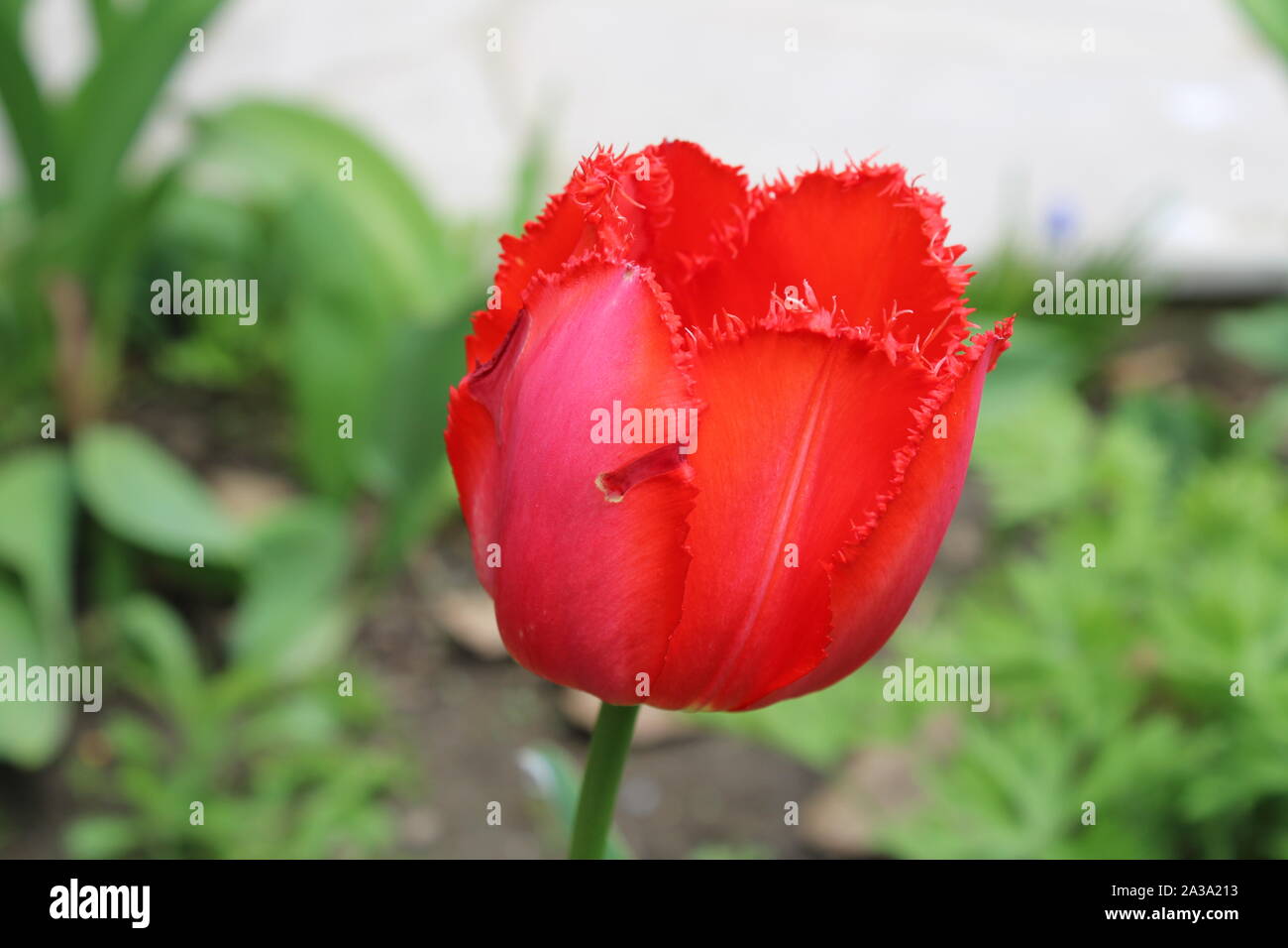 Un rosso tulipano in Bloom - Parte 1 Foto Stock