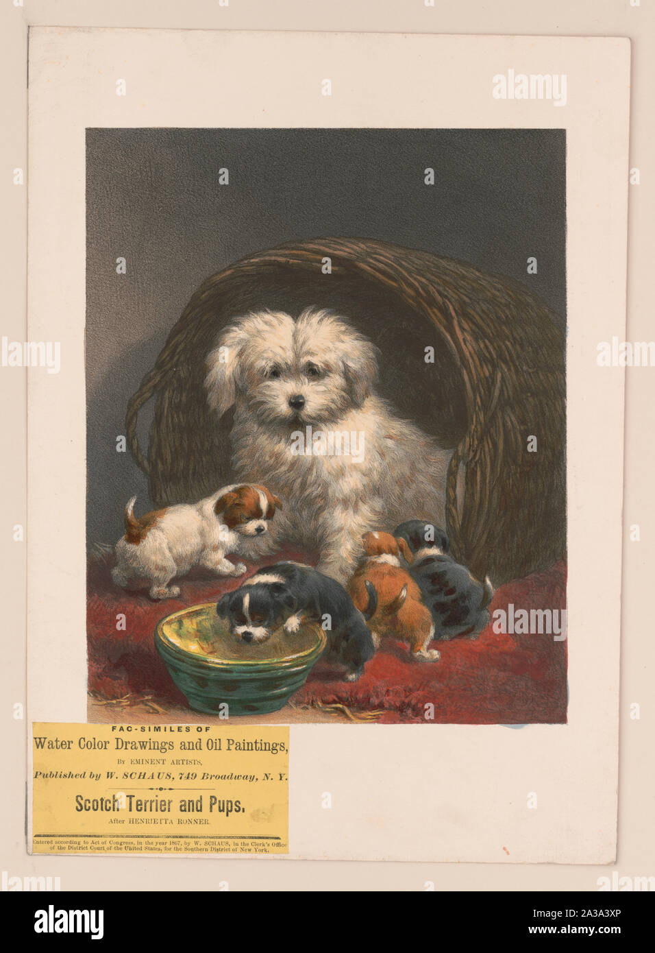Scotch terrier e cuccioli / Dopo Henrietta Ronner. Foto Stock