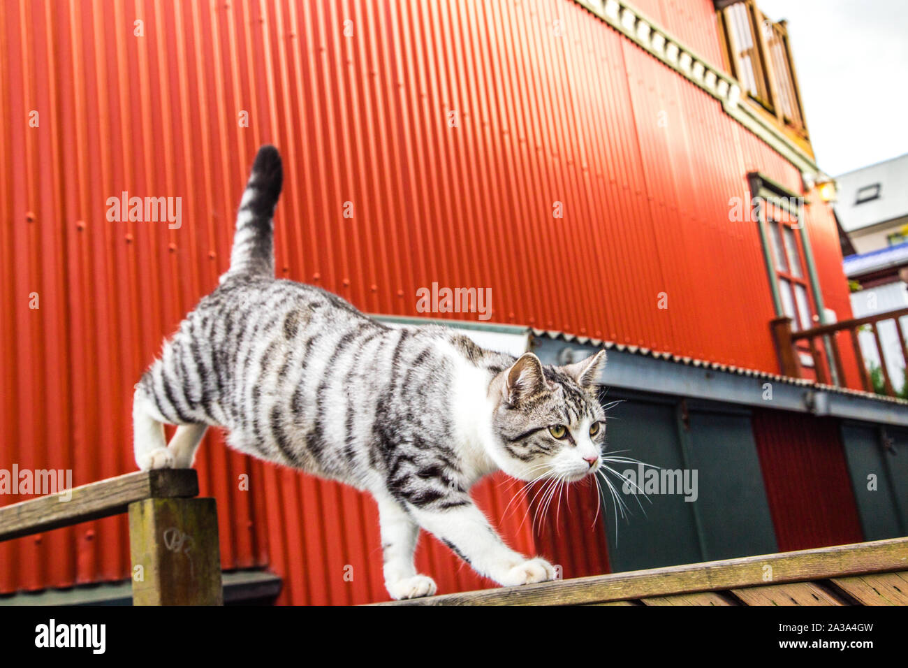 Grigio e bianco bicolore tuxedo e tabby cat in Islanda Foto Stock