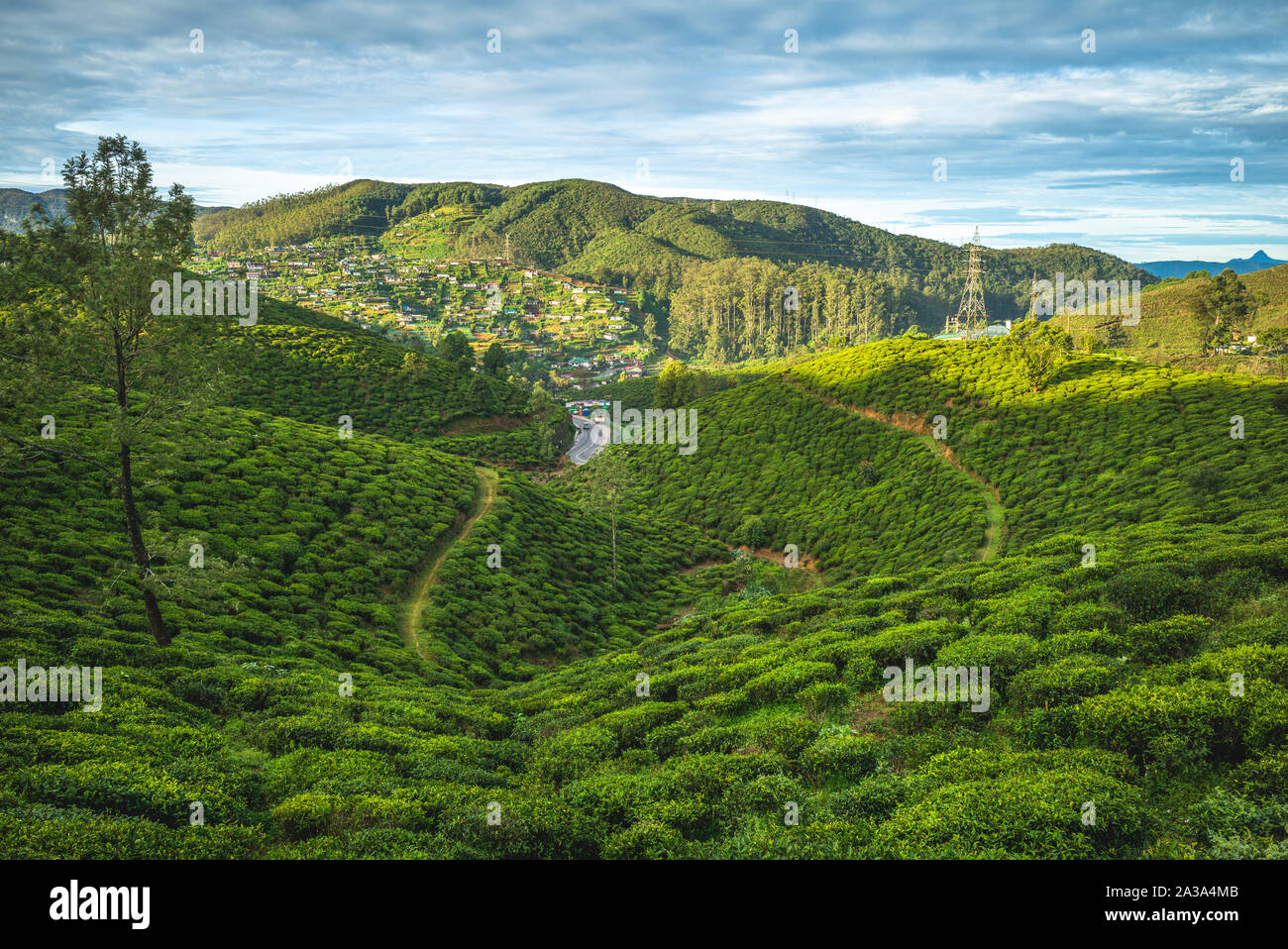 Scenario del giardino del tè di Sri lanka Foto Stock