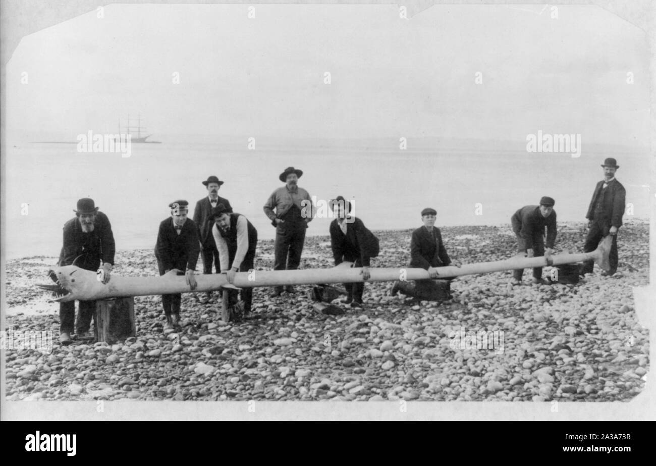 Serpente Marino #3 Foto Stock