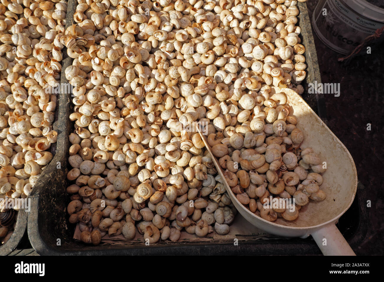 Le lumache per la vendita al mercato di Ballaro a Palermo, Sicilia, Italia. Foto Stock