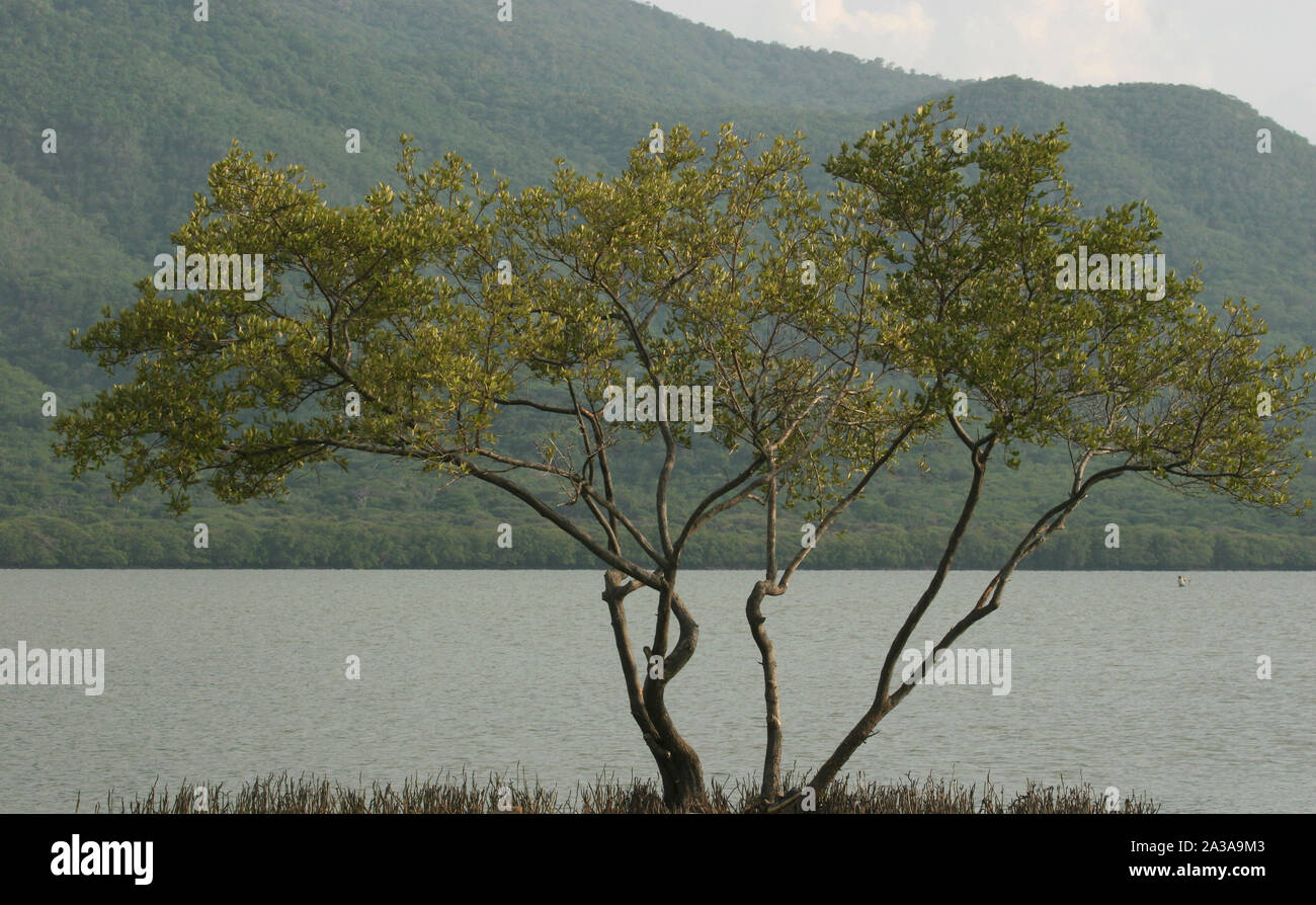 Ecosistema di estuario con un gruppo grande di legno stork Mycteria americana gru uccelli e fenicotteri alimentazione Laguna Unare wetland Venezuela Foto Stock