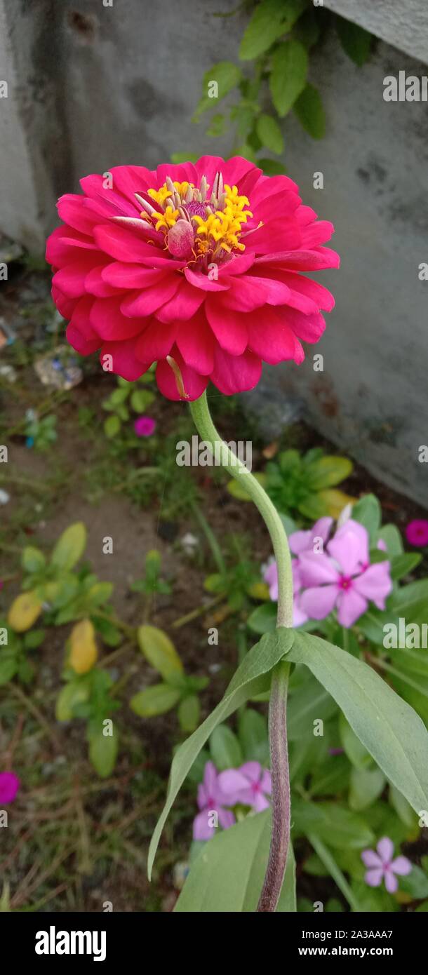 Rosa grazioso zinnia fiore close up immagine Foto Stock