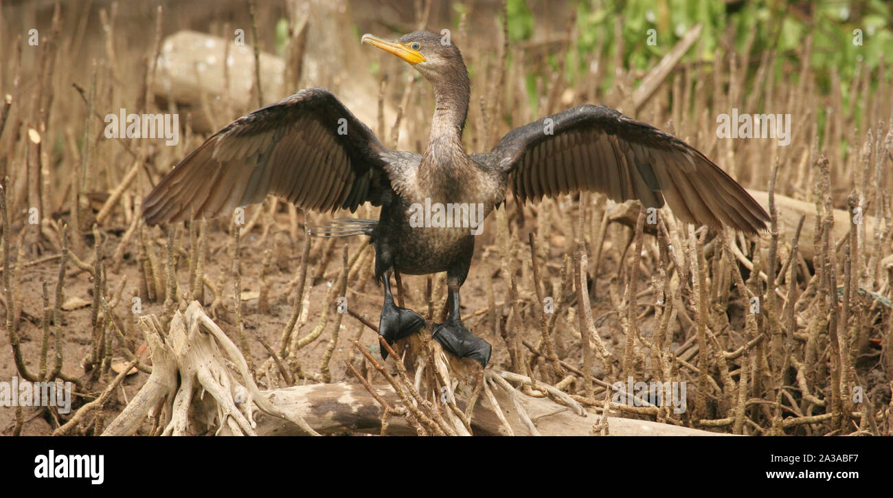 La sottospecie phalacrocorax brasilianus gli uccelli acquatici ensoleillement ed essiccazione di ali in zona umida Laguna Unare Venezuela Foto Stock