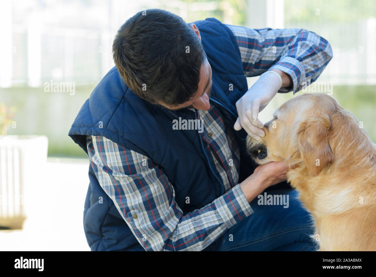 Vet maschio sul cane dentale controllo Foto Stock