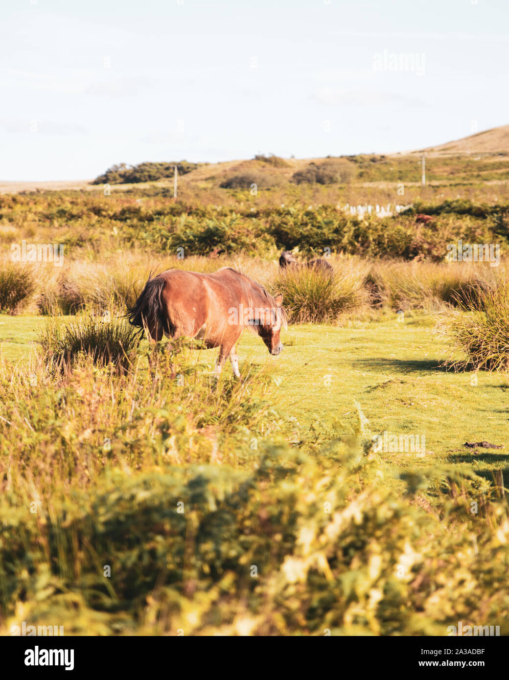Un cavallo bruno sul Dartmoor National Park che si nutre dell'erba producendo latte in una giornata di sole a Devon, Inghilterra, Regno Unito. Foto Stock
