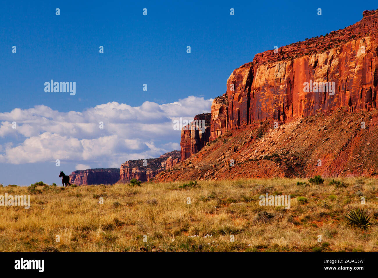 Cavallo distanti in Indian Creek, UT, STATI UNITI D'AMERICA Foto Stock