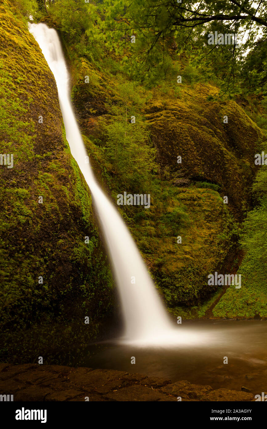 Equiseto cade, Columbia River Gorge, Oregon, Stati Uniti d'America Foto Stock