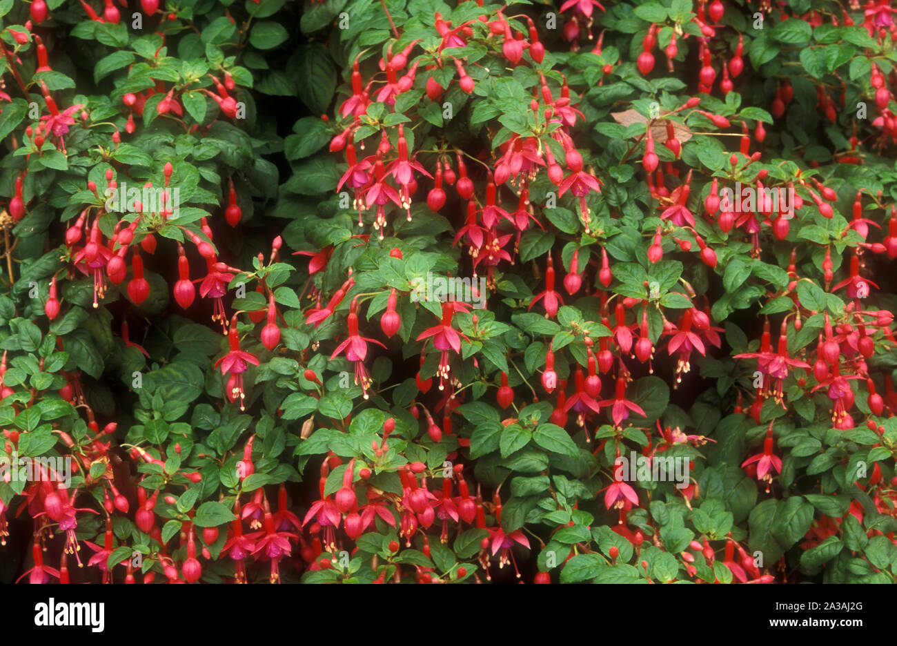 ARBUSTO FUCSIA 'RUTH' IN PIENA FIORITURA. Foto Stock