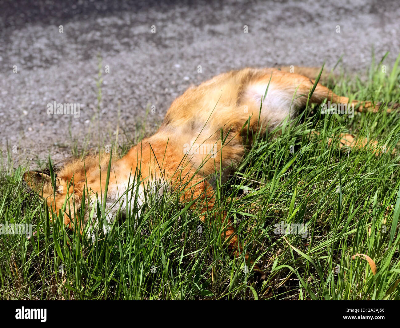 La volpe del cadavere è giacente su strada. Dead fox in erba verde accanto alla strada rurale. Foto Stock