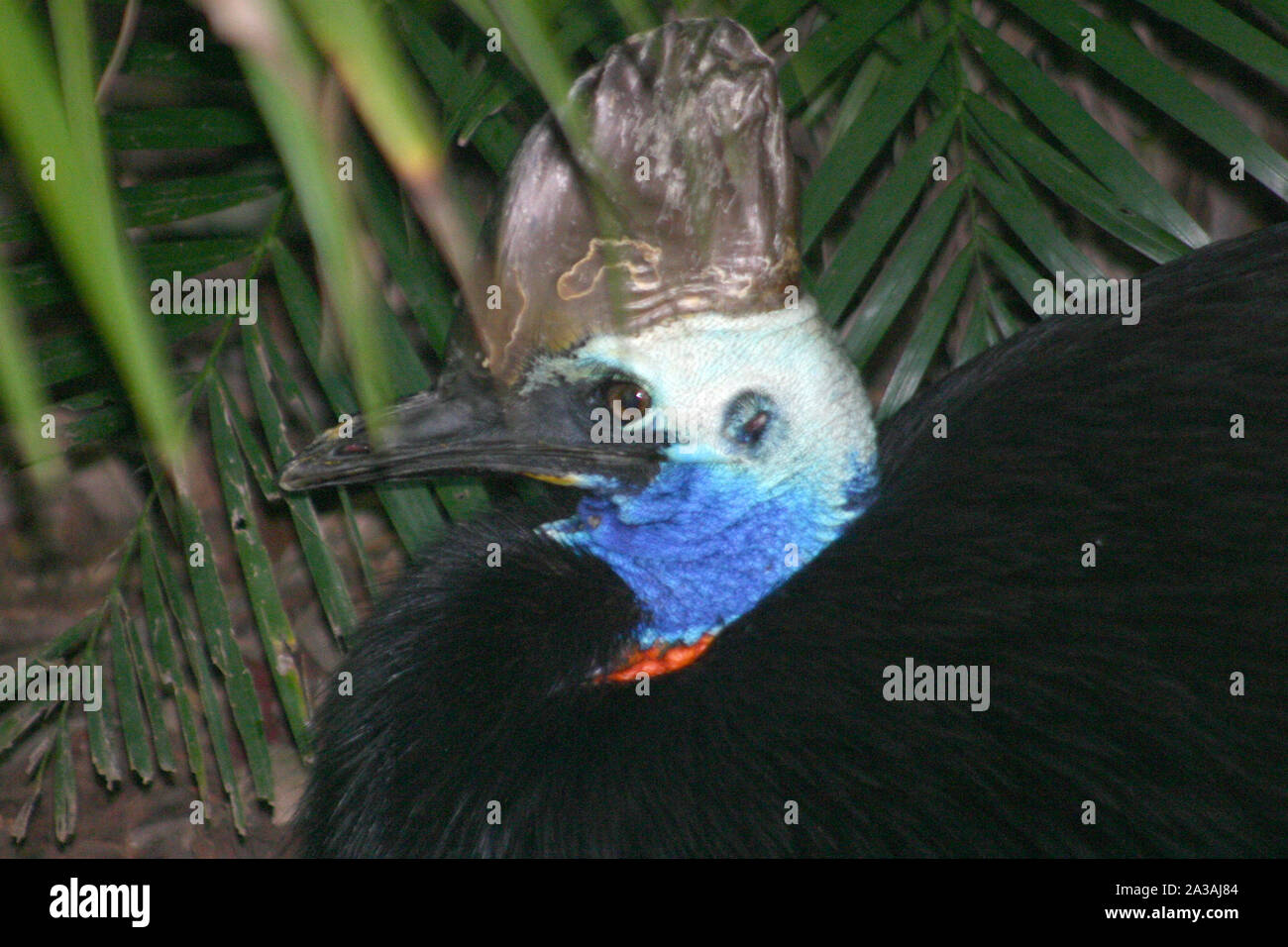 COLPO ALLA TESTA DI UN CASSOWARY AUSTRALIANO MERIDIONALE (CASUARIUS CASUARIUS) NELL'AUSTRALIA NORD-ORIENTALE. Foto Stock