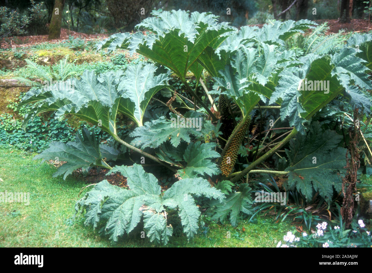 GUNNERA MANICATA (gigante rabarbaro ornamentali) Foto Stock