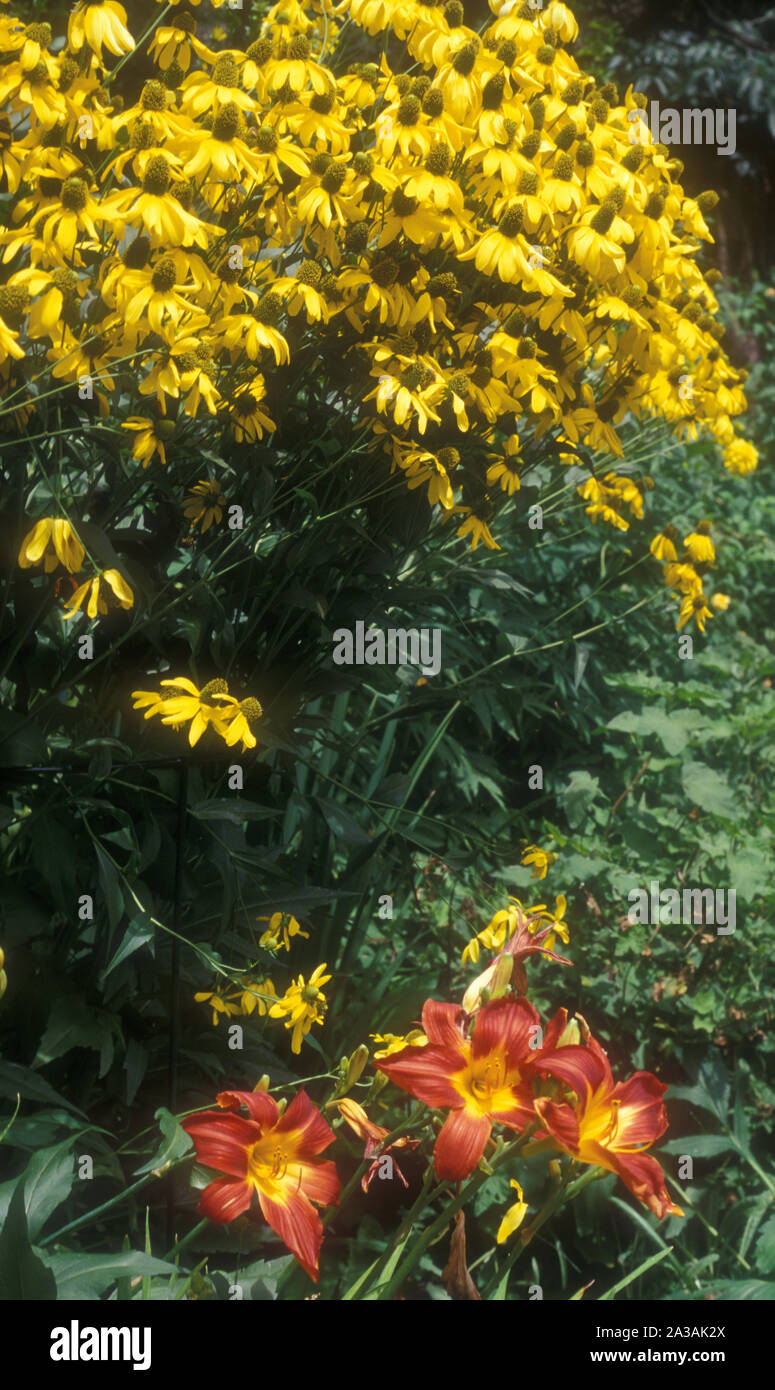 AIOLA DI RUDBECKIAFULGIDA GIALLA CON LILIE DEL GIORNO (HEMEROCALLIS) IN PRIMO PIANO Foto Stock