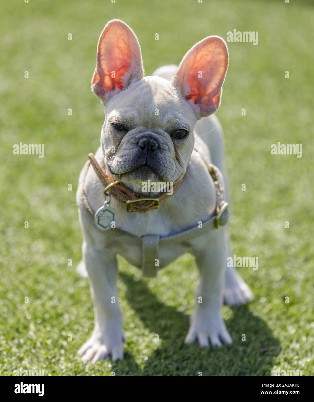 Puppy femmine un francese che mostra il suo traslucido vedere attraverso le orecchie Foto Stock