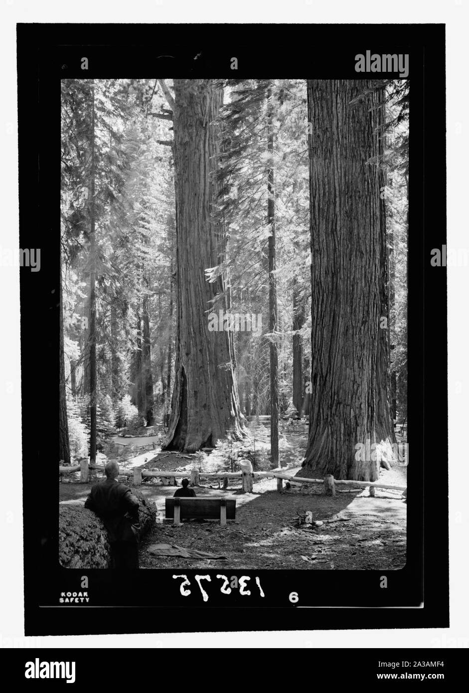 Seqouia [cioè] Sequoia e Kings Canyon National Park, luglio 1950 (xi al 23rd). La Sherman Tree group (con raggi, anch'io a sinistra foregr). Foto Stock