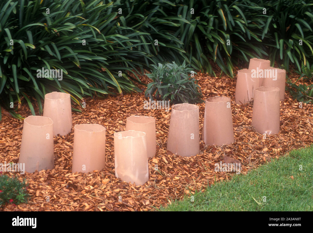 LE PIANTINE DI PIANTE SONO PROTETTE CONTRO I PARASSITI E IL VENTO UTILIZZANDO PROTEZIONI IN PLASTICA PER PIANTE. IL TERRENO CIRCOSTANTE È PROTETTO ANCHE DA TRUCIOLI DI LEGNO. Foto Stock