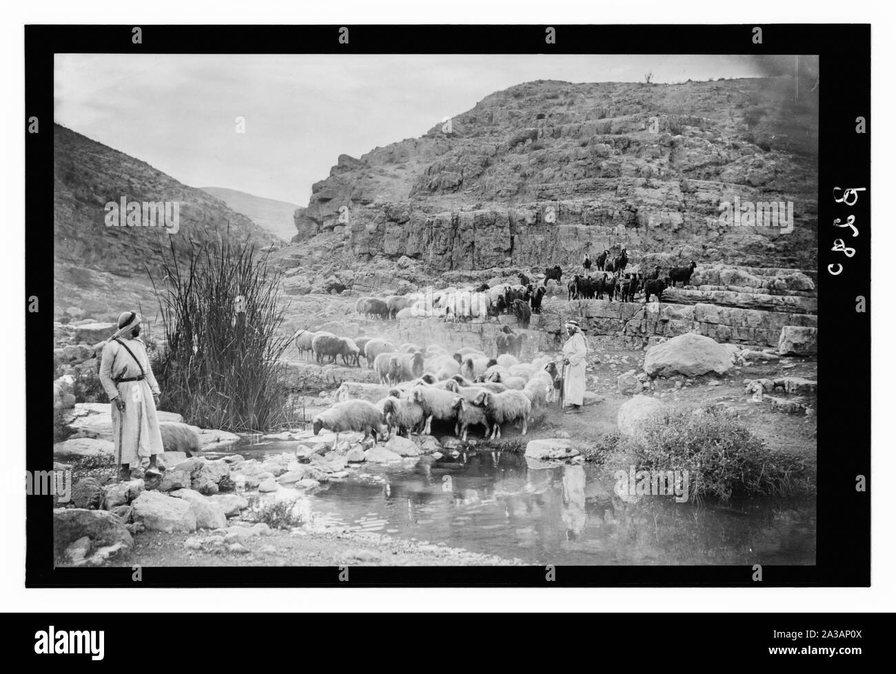 Serie di tredici selezionare diapositive di pastore la vita che illustra la XXIII Salmo. Egli mi conduce per i sentieri della rettitudine Foto Stock