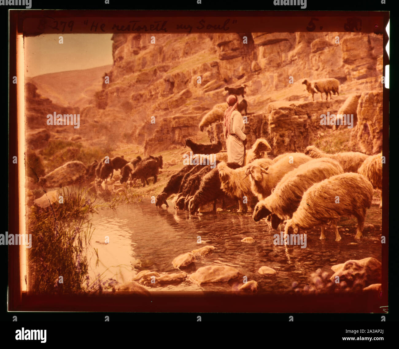 Serie di tredici selezionare diapositive di pastore la vita che illustra la XXIII Salmo. Egli ristabilisce la mia anima Foto Stock