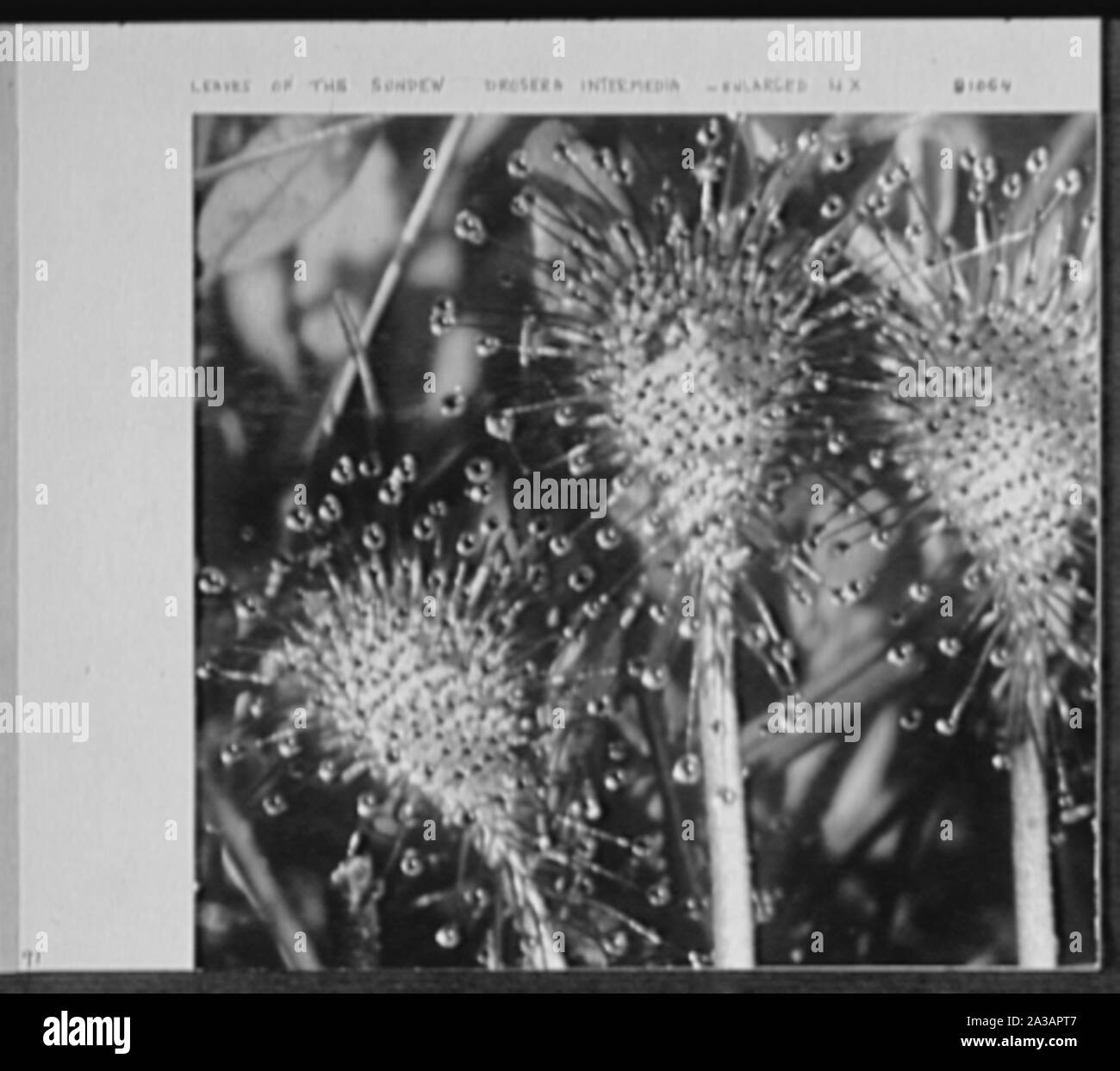 Una settantina di anni o, la mia vita con la fotografia. Foto Stock