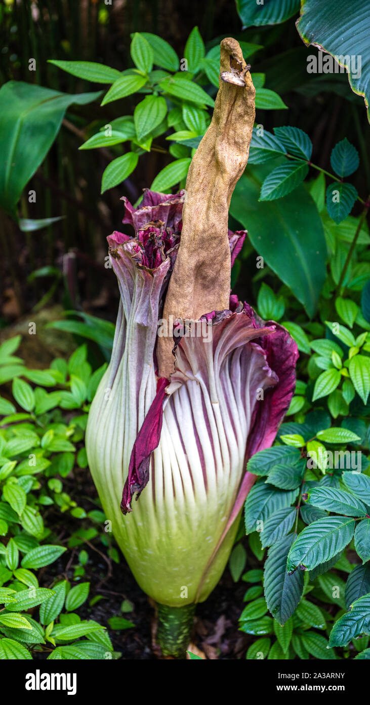 La Titan Arum è un segmento in rapida crescita fiore che odora di carne di decadimento per attirare mosche quando fiorisce. Foto Stock