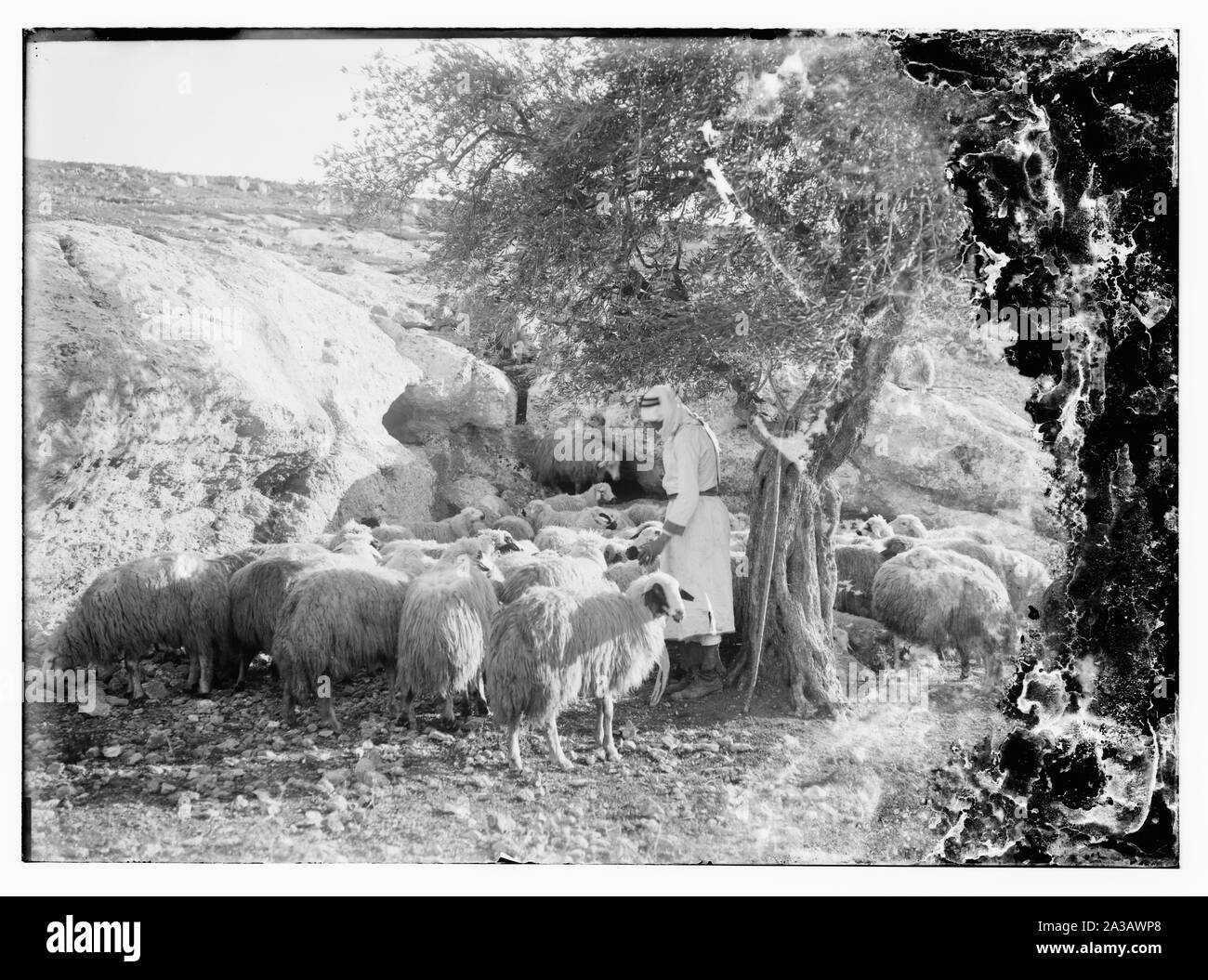 Pecore al pascolo su Judean Hills Foto Stock
