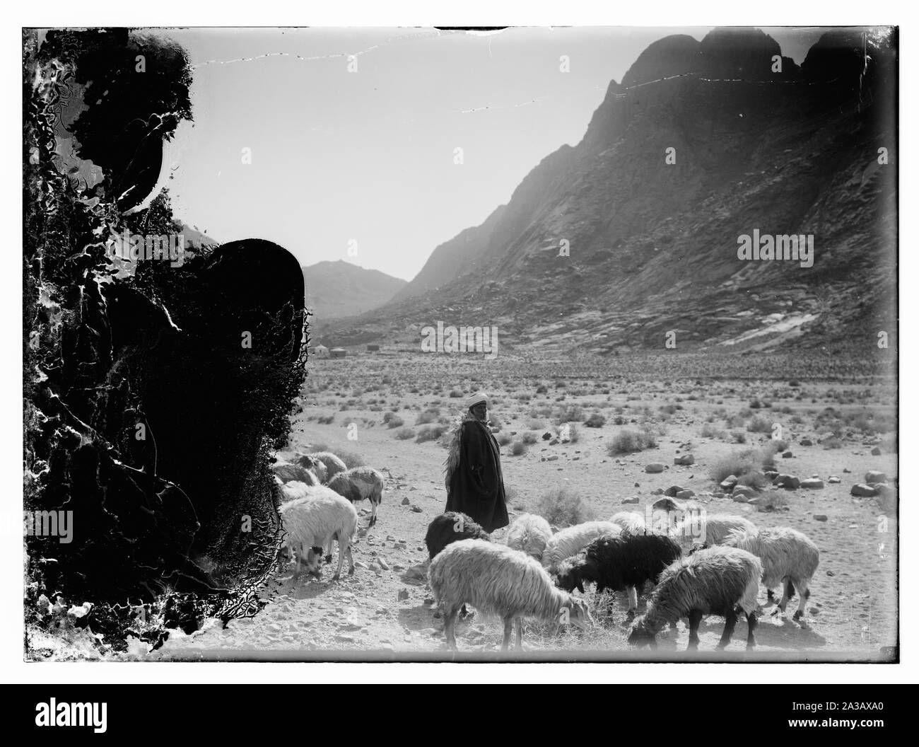 Pastore e gregge, Il Sinai Foto Stock