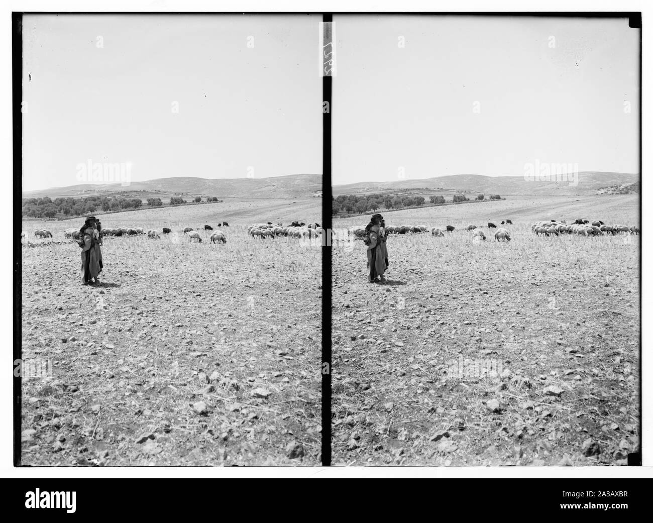 Il pastore e le pecore nel campo Foto Stock