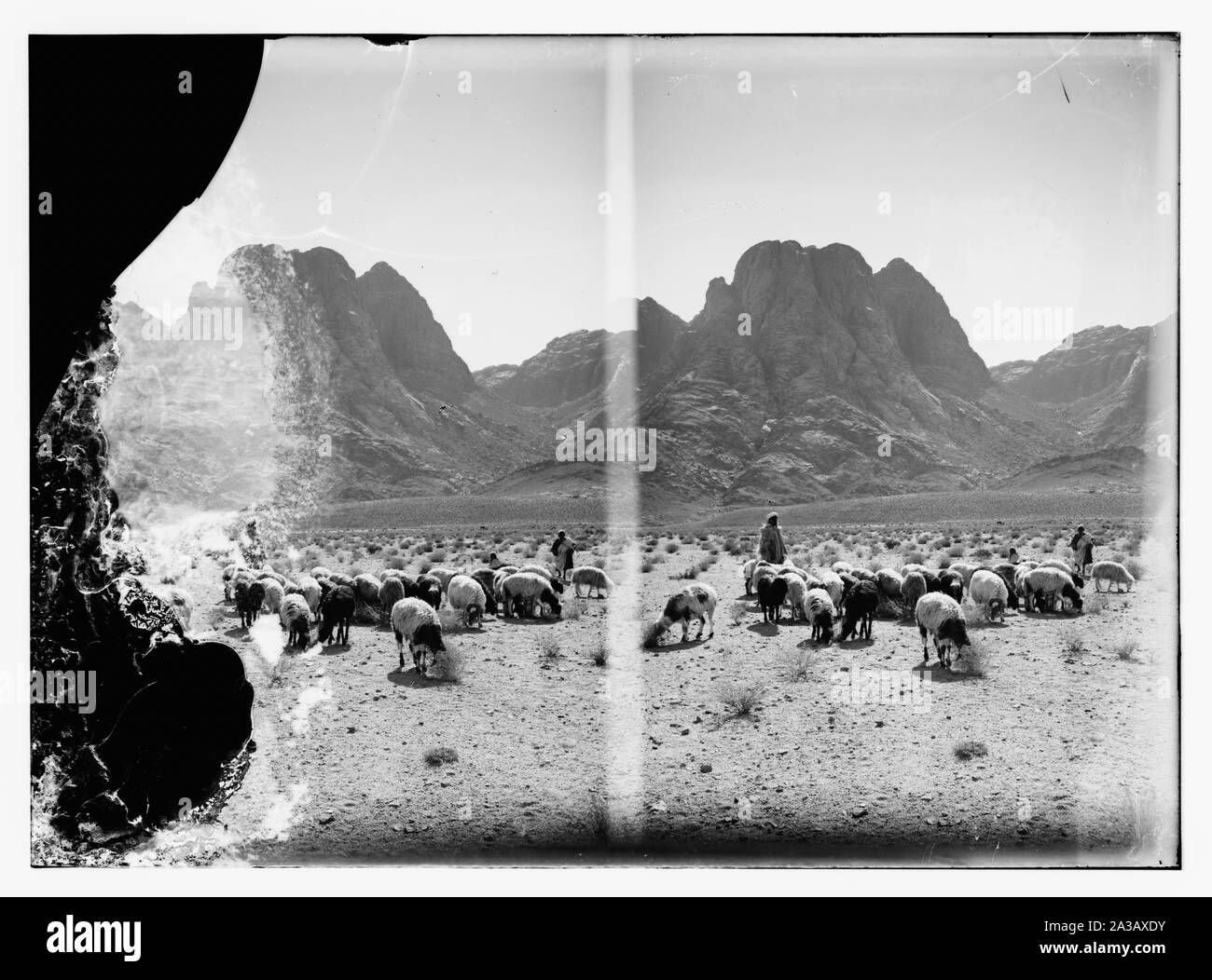 Pastore di greggi prima di Mt. Monte Horeb [Mt. Il Sinai] Foto Stock