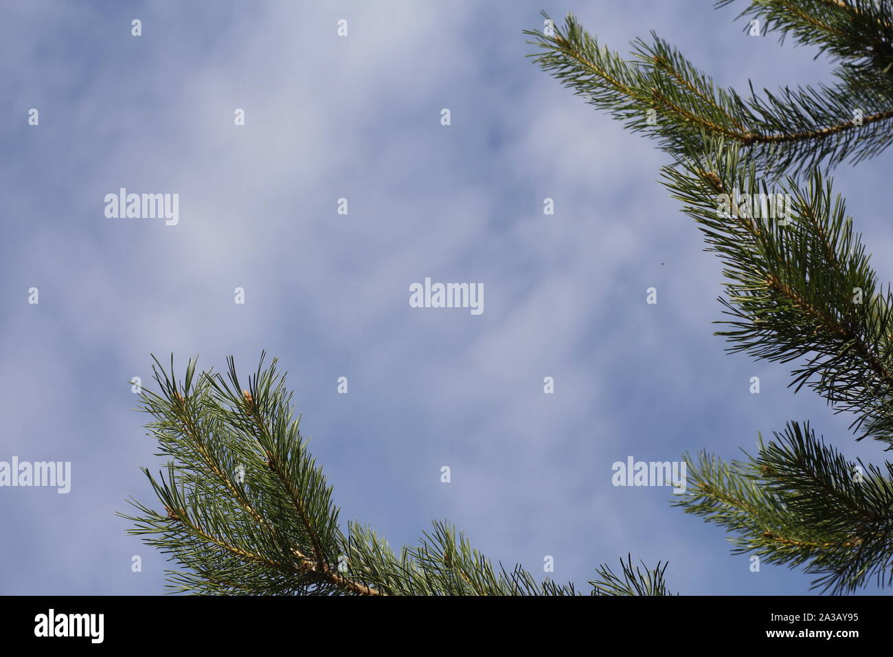 Un ramo di abete rosso contro lo sfondo del cielo blu e nuvole bianche. Biglietto di auguri con posto per il testo. Vacanze invernali sfondo. Rami con n Foto Stock