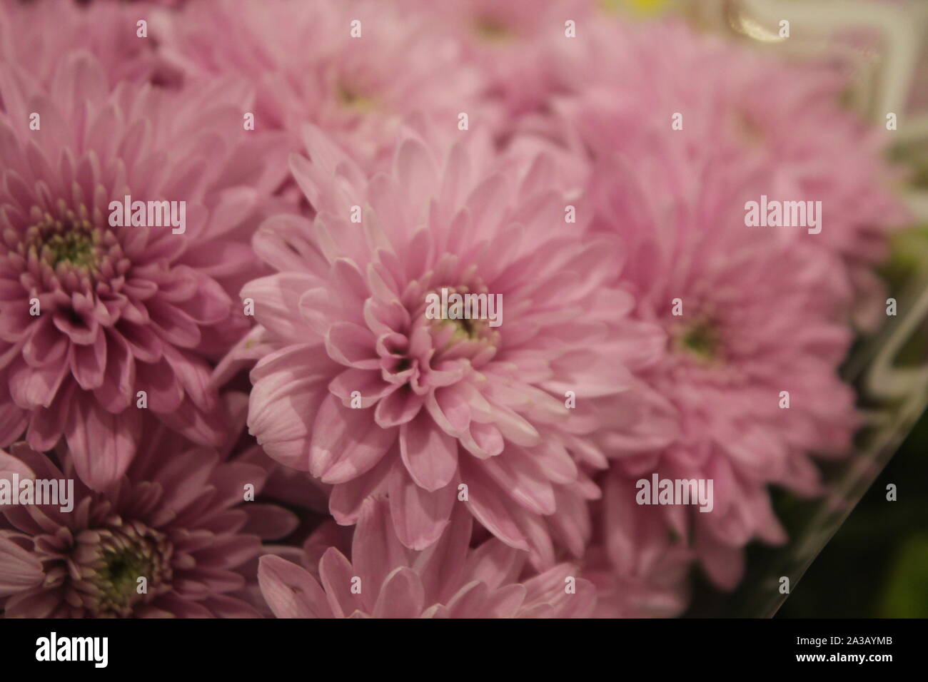 Graziosi fiori italiana con foglie - immagine Foto Stock