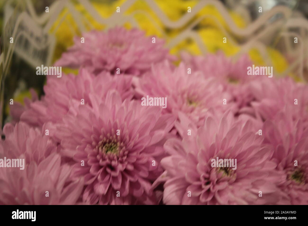 Graziosi fiori italiana con foglie - immagine Foto Stock