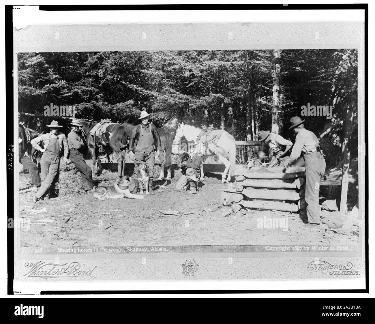 La ferratura di cavalli nel bosco, Skaguay (sic), Alaska / Winter & Pond, Juneau, in Alaska. Foto Stock