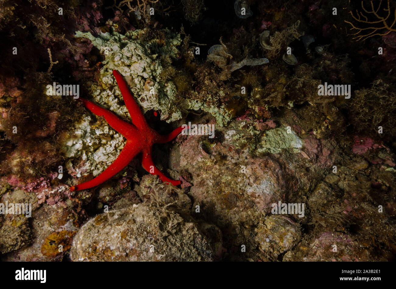 Starfish liscia, Hacelia attenuata, Ophidiasteridae, Tor Paterno Area Marina Protetta, Roma, Lazio, l'Italia, Mare Mediterraneo Foto Stock