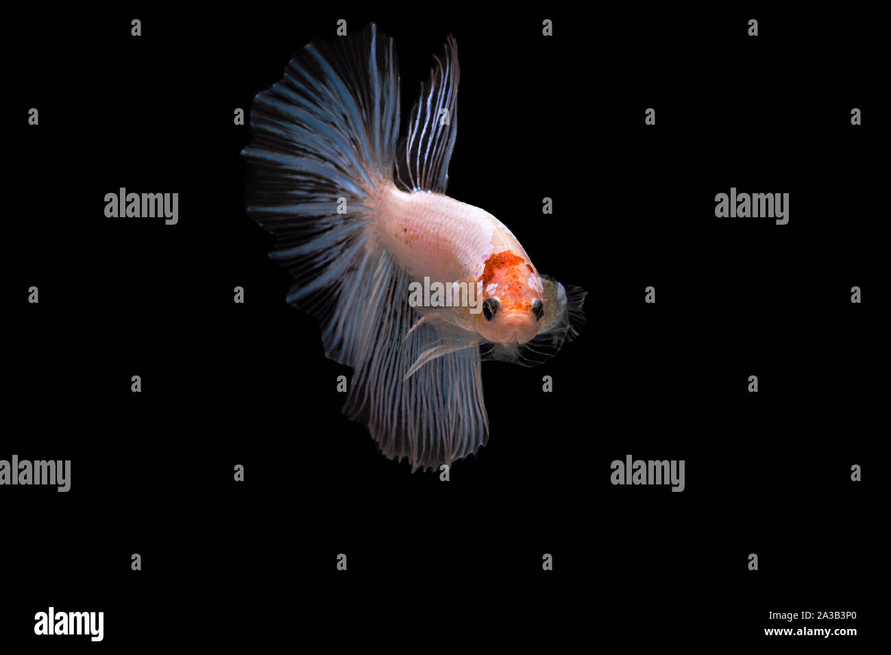 Siamese pesci di combattimento. Betta pesce in movimento bella con il colore giallo su sfondo nero Foto Stock