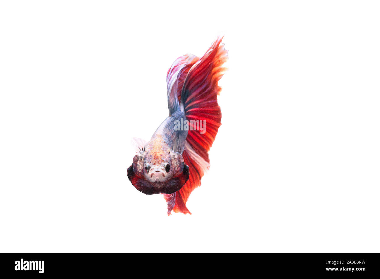 Siamese pesci di combattimento. Betta pesce nel bellissimo movimento con il colore rosso su sfondo bianco Foto Stock