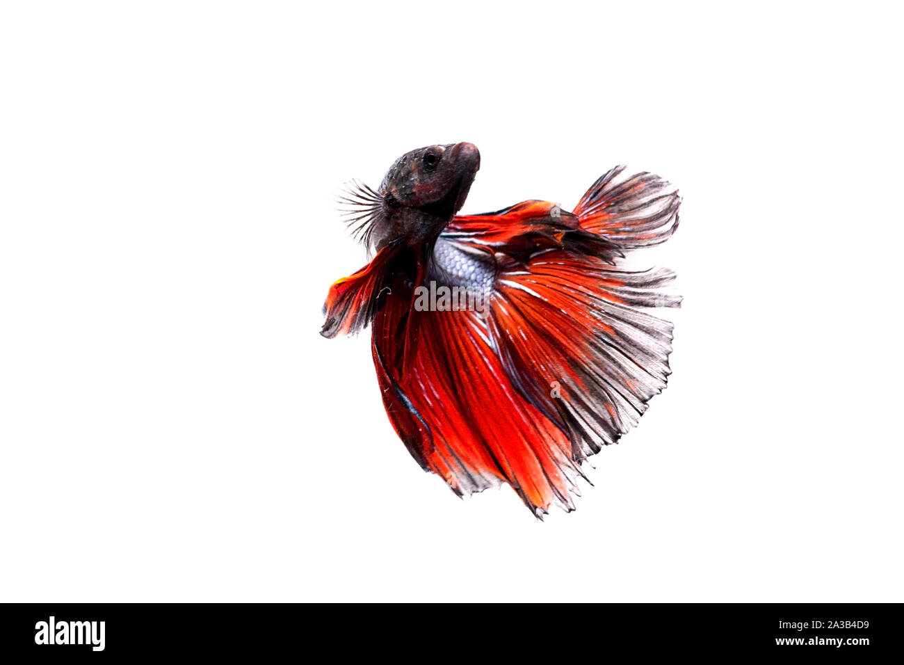 Siamese pesci di combattimento. Betta pesce nel bellissimo movimento con il colore rosso su sfondo bianco Foto Stock