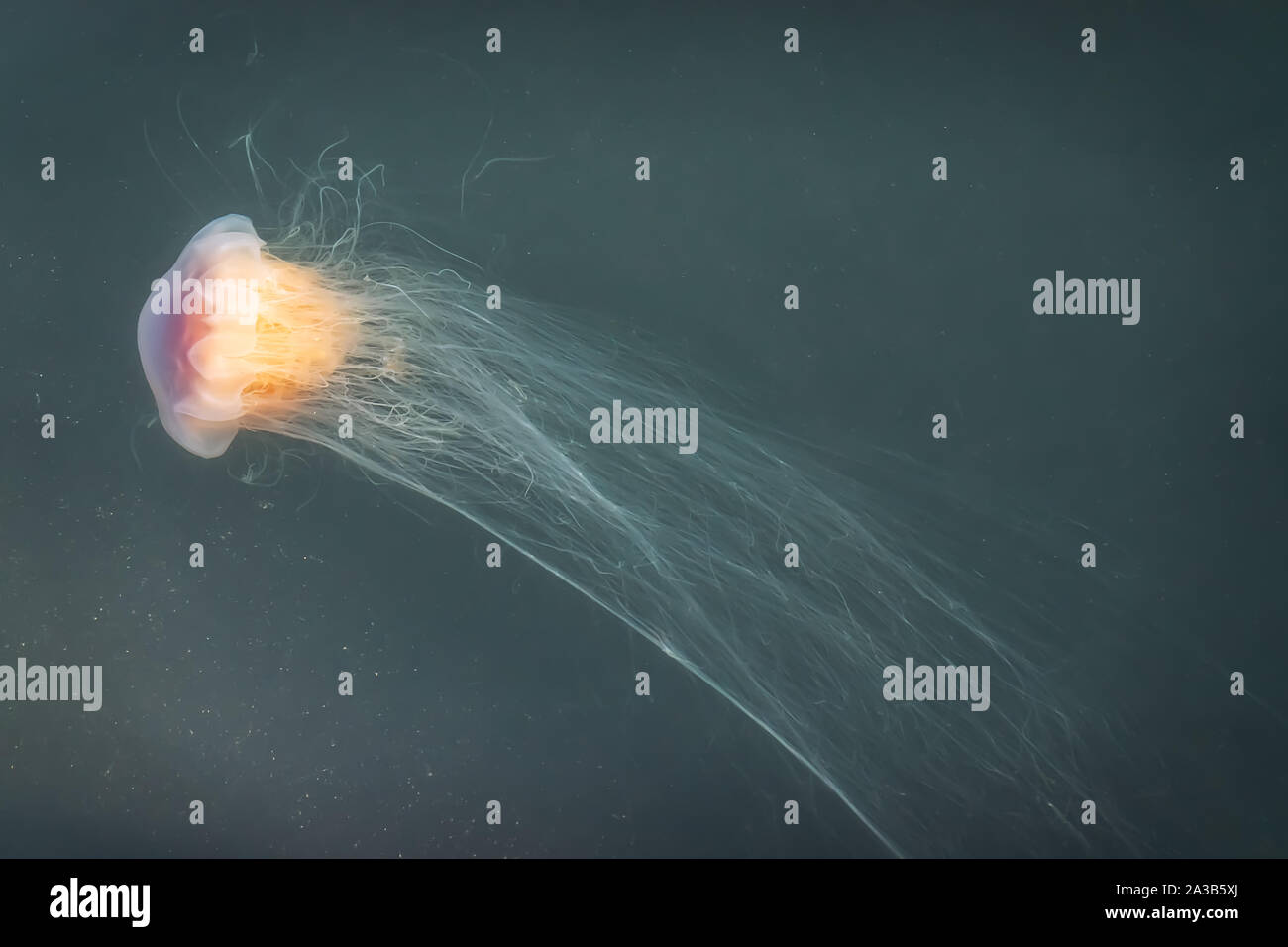 La masterizzazione di meduse in un fiordo danese Foto Stock