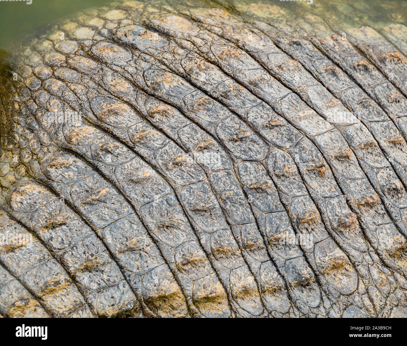 Cute sul dorso di un coccodrillo giacente in acqua Foto Stock